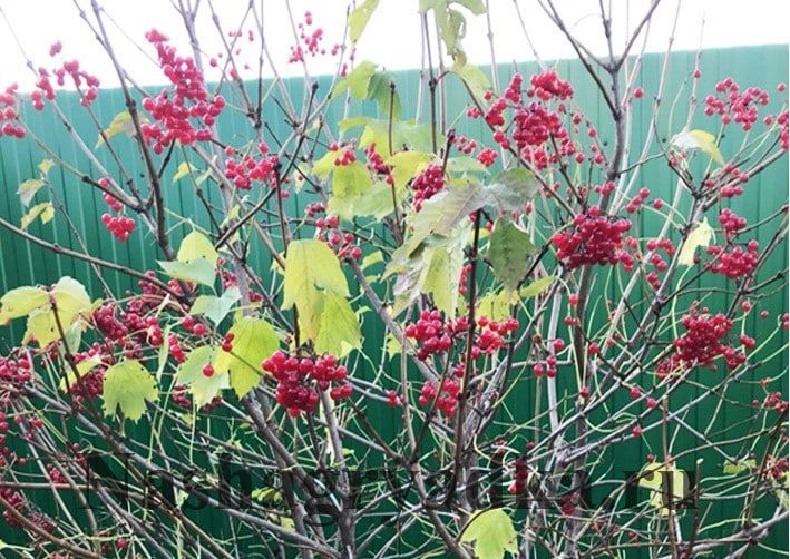 Нужна ли калина в саду или все-таки ей там не место?